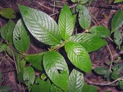 Sabicea cinerea