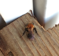 Andrena