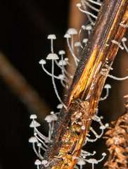 Mycena albidocapillaris
