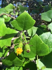 Senecio quinquelobus