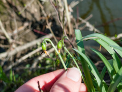 Leucojum aestivum