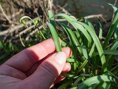 Leucojum aestivum