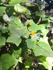 Senecio quinquelobus