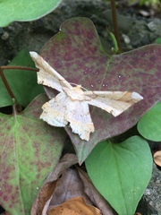 Krananda latimarginaria