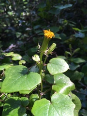 Senecio quinquelobus