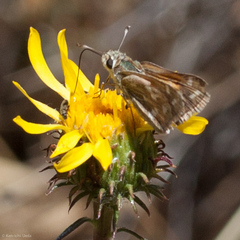 Hesperia lindseyi