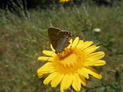 Satyrium californica