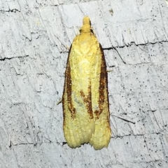 Sparganothis bistriata