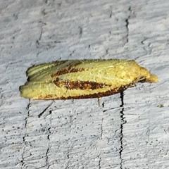 Sparganothis bistriata