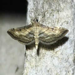 Marasmia cochrusalis