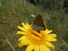 Satyrium californica