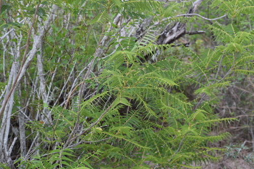 Image of Juglans microcarpa by (c) William Harmon, some rights reserved (CC BY)