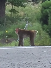 Macaca fuscata fuscata