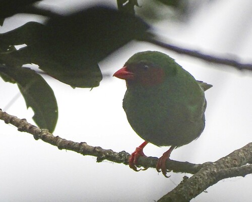 Grass-green Tanager (Chlorornis riefferii), photo 8