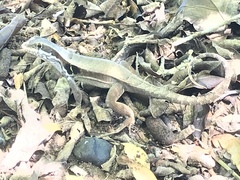 Leiocephalus macropus