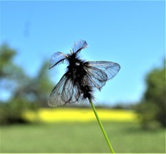 Ptilocephala muscella