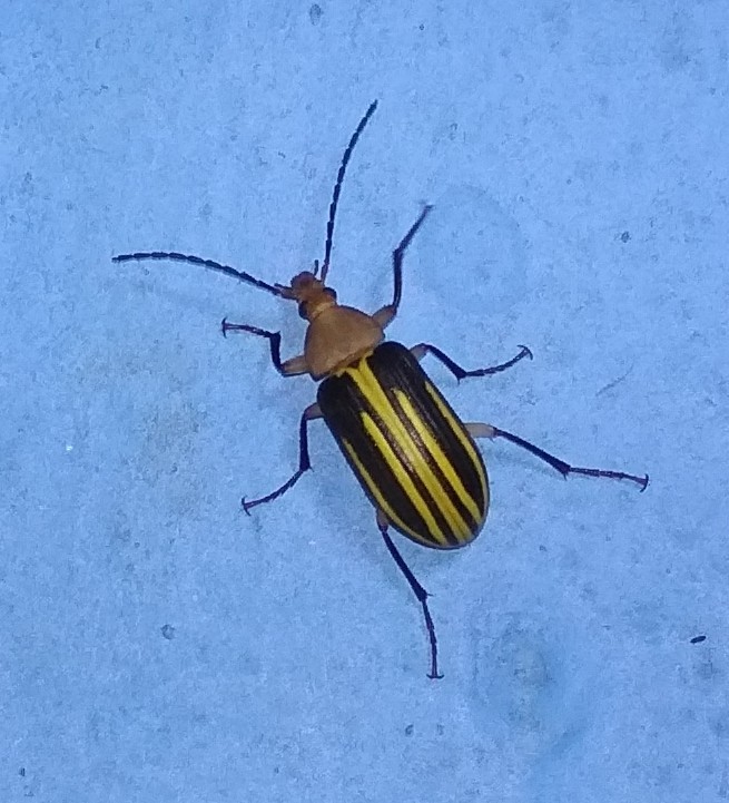 Cistelomorpha nigrolineata