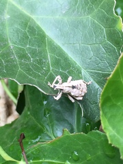 Dermatoxenus caesicollis