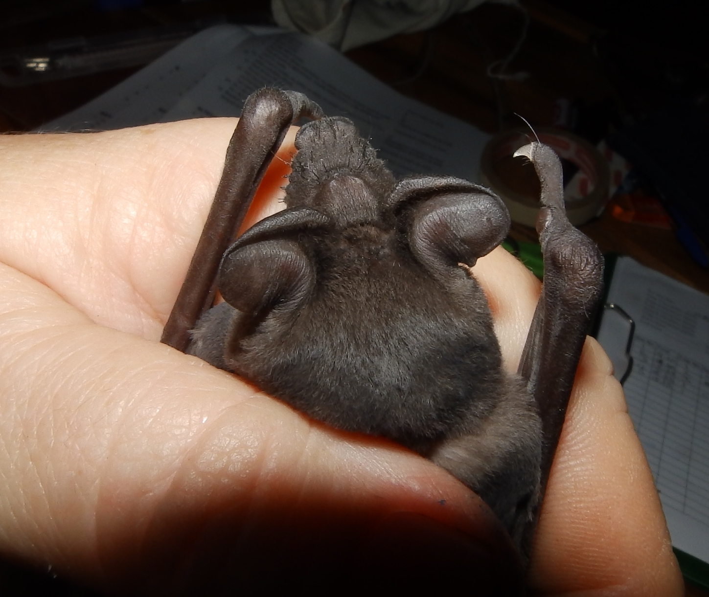 Mops condylurus (A.Smith, 1833)