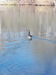 Branta canadensis