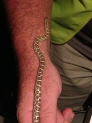 Arizona elegans elegans