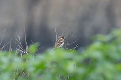 Emberiza aureola