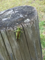 Ognevia longipennis