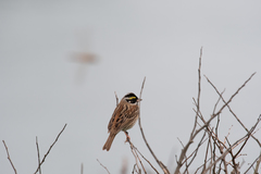 Emberiza chrysophrys