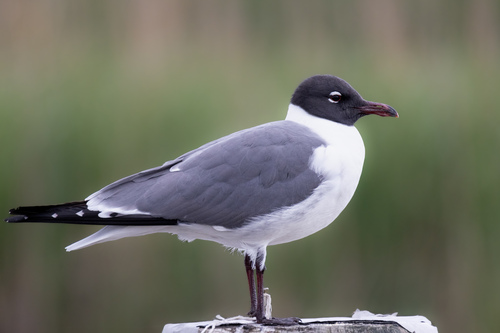 Laughing Gull photographed in Maryland
