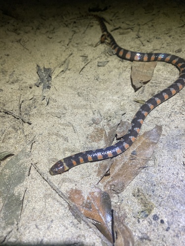Photo of a Triangle Water Snake (Hydrops triangularis)