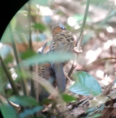 Phaenostictus mcleannani
