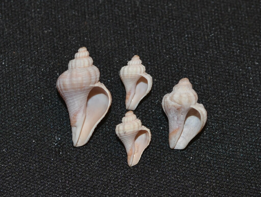 crown conch