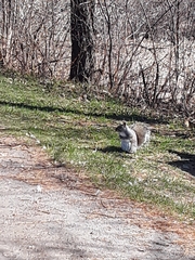 Sciurus carolinensis