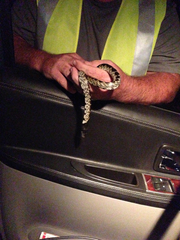 Lampropeltis splendida