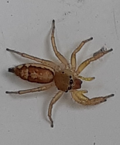 Lami Beach Northern Jumping Spider