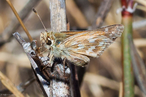 Lindsey's Skipper photo 5