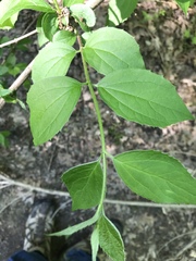 Philadelphus coronarius