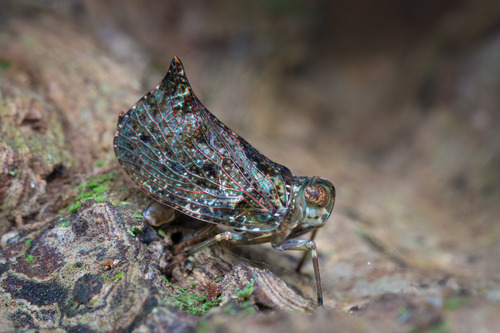 Cotylana gorgon, 2019-05-07