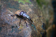 Acanthopygus metallicus