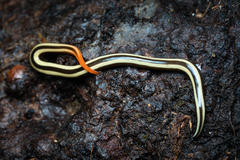 Australopacifica sarasiniana