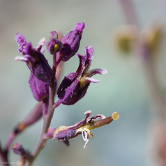 Streptanthus glandulosus pulchellus