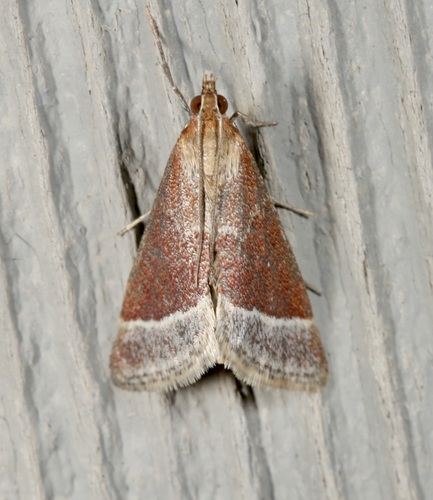 iNaturalist observation photo of Lethal Pyrausta