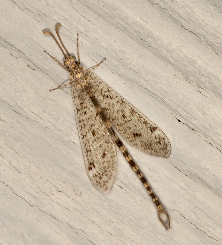 iNaturalist observation photo of Brachynemurus