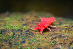 Caledonimeria mirabilis