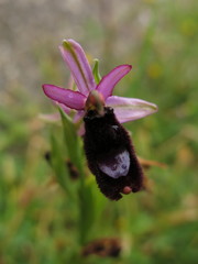 Ophrys bertolonii
