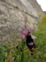 Ophrys bertolonii