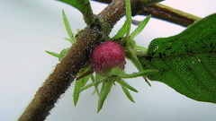 Sabicea cinerea