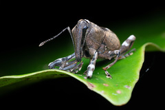 Anomocerus coquereli