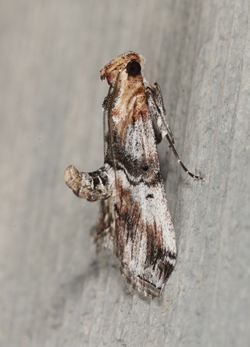 iNaturalist observation photo of Toripalpus trabalis