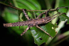 Canachus alligator